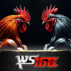 Ws168 Sabung - HIGHBET33